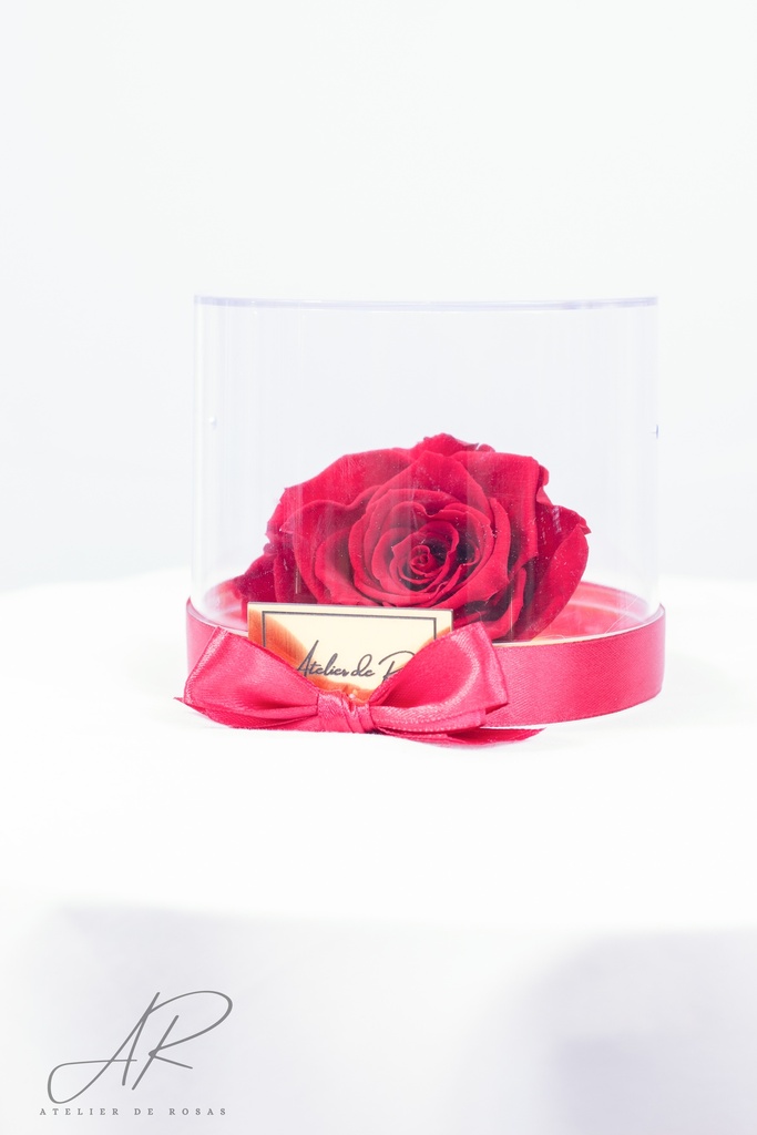 Rosa Roja Preservada