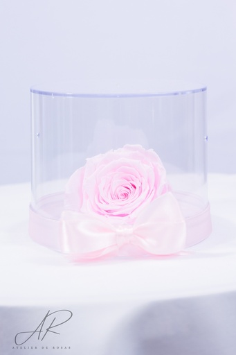 Rosa Rosada Preservada